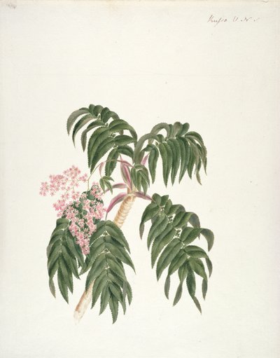 Cusso o Banbesia; Abisinia (hojas y flores) de Luigi Balugani
